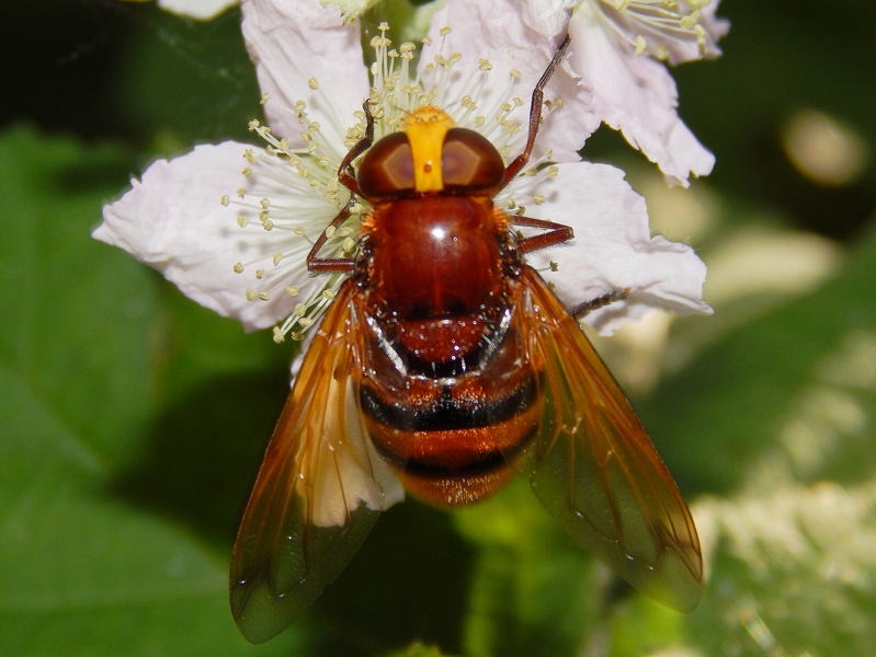 Volucella zonaria